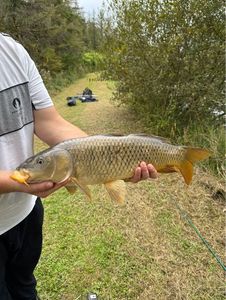 Common Carp