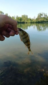 European Perch