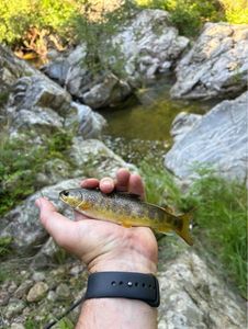 Brown Trout