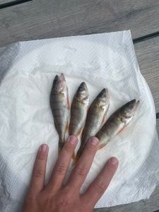 European Perch