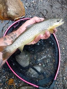 Brown Trout
