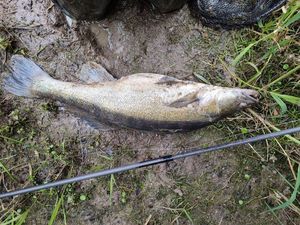 Zander