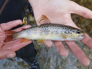 Brown Trout