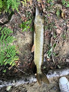 Northern Pike