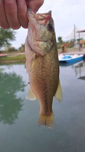 Largemouth Bass