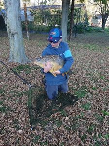 Mirror Carp