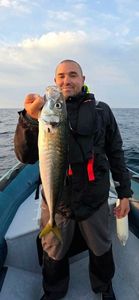 Atlantic Horse Mackerel