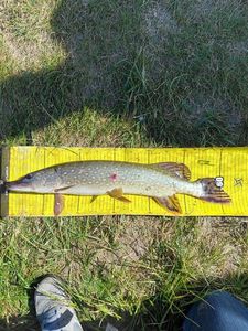 Northern Pike