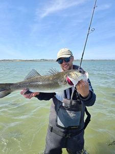 European Bass (Seabass)