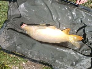 Mirror Carp