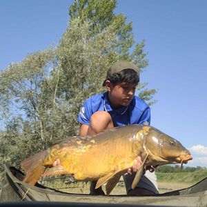Mirror Carp