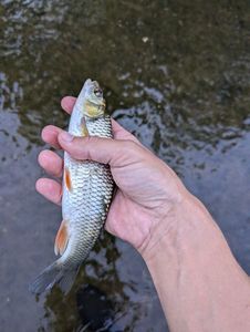 Chub