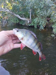 European Perch