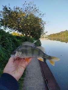 European Perch