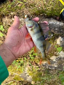 European Perch