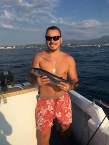 Atlantic Bonito