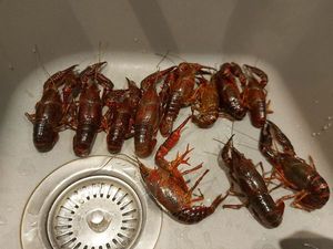 Spinycheek Crayfish