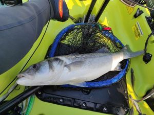 European Bass (Seabass)