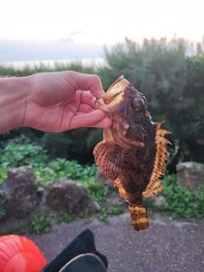 Brown Scorpionfish