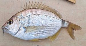 Annular Seabream