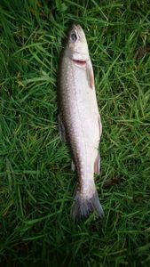 Brook Trout