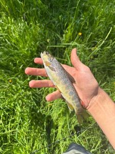 Brown Trout