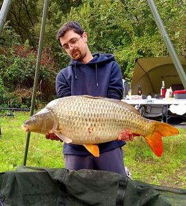 Common Carp
