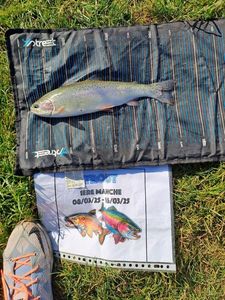 Rainbow Trout