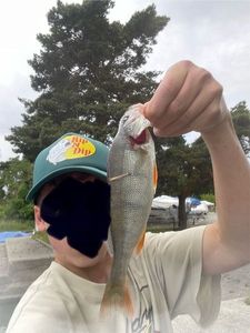 European Perch