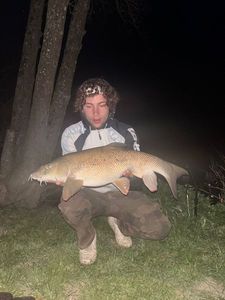 Barbel