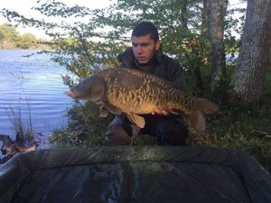 Mirror Carp