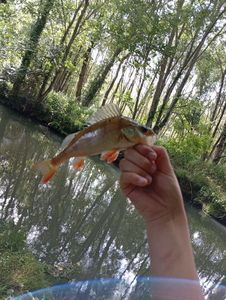 European Perch