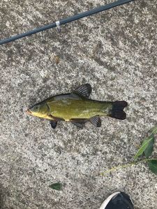 Tench