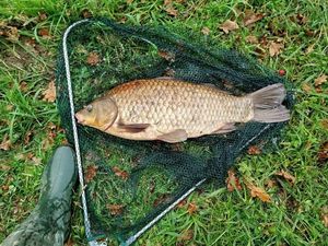 Common Carp
