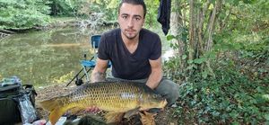 Common Carp