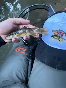 Brown Trout