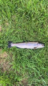 Rainbow Trout