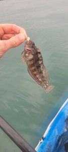 Black Goby