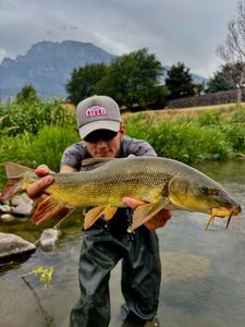 Barbel
