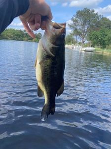 Largemouth Bass