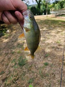 European Perch