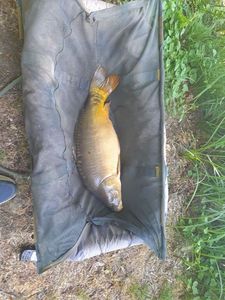 Mirror Carp