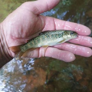 Brown Trout