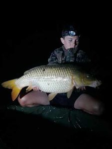 Common Carp