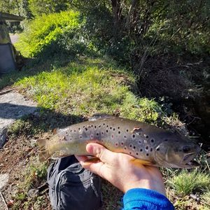 Brown Trout