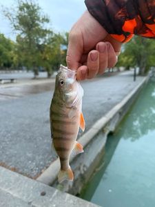 Angler's catch photo