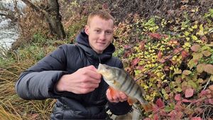 European Perch