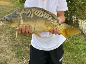 Mirror Carp