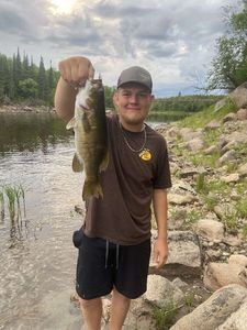 Largemouth Bass