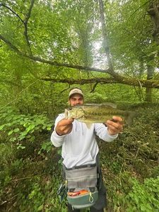 Largemouth Bass
